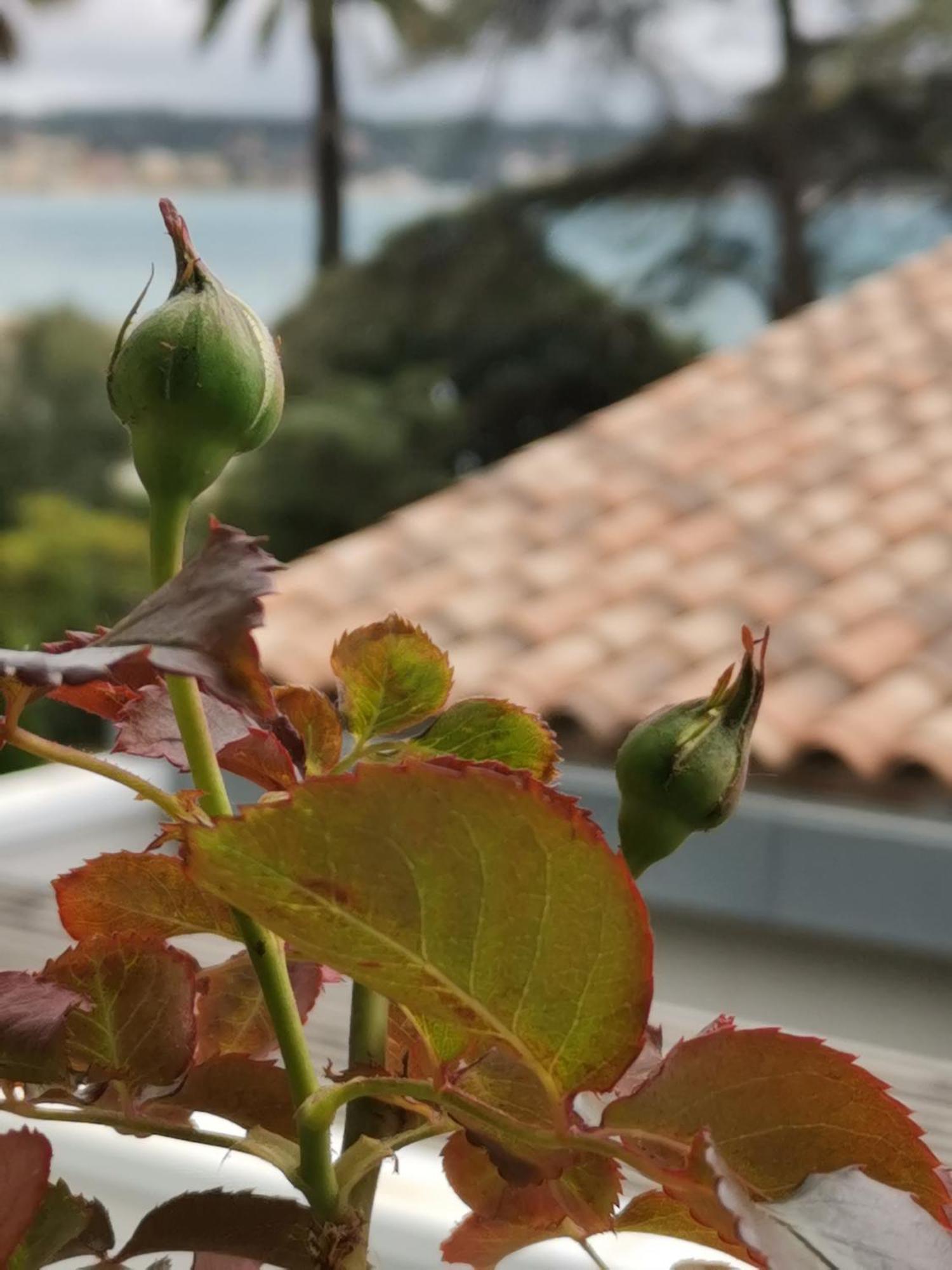 Ofdl B T1 Bandol - Briotine Foyalais Apartment Exterior photo