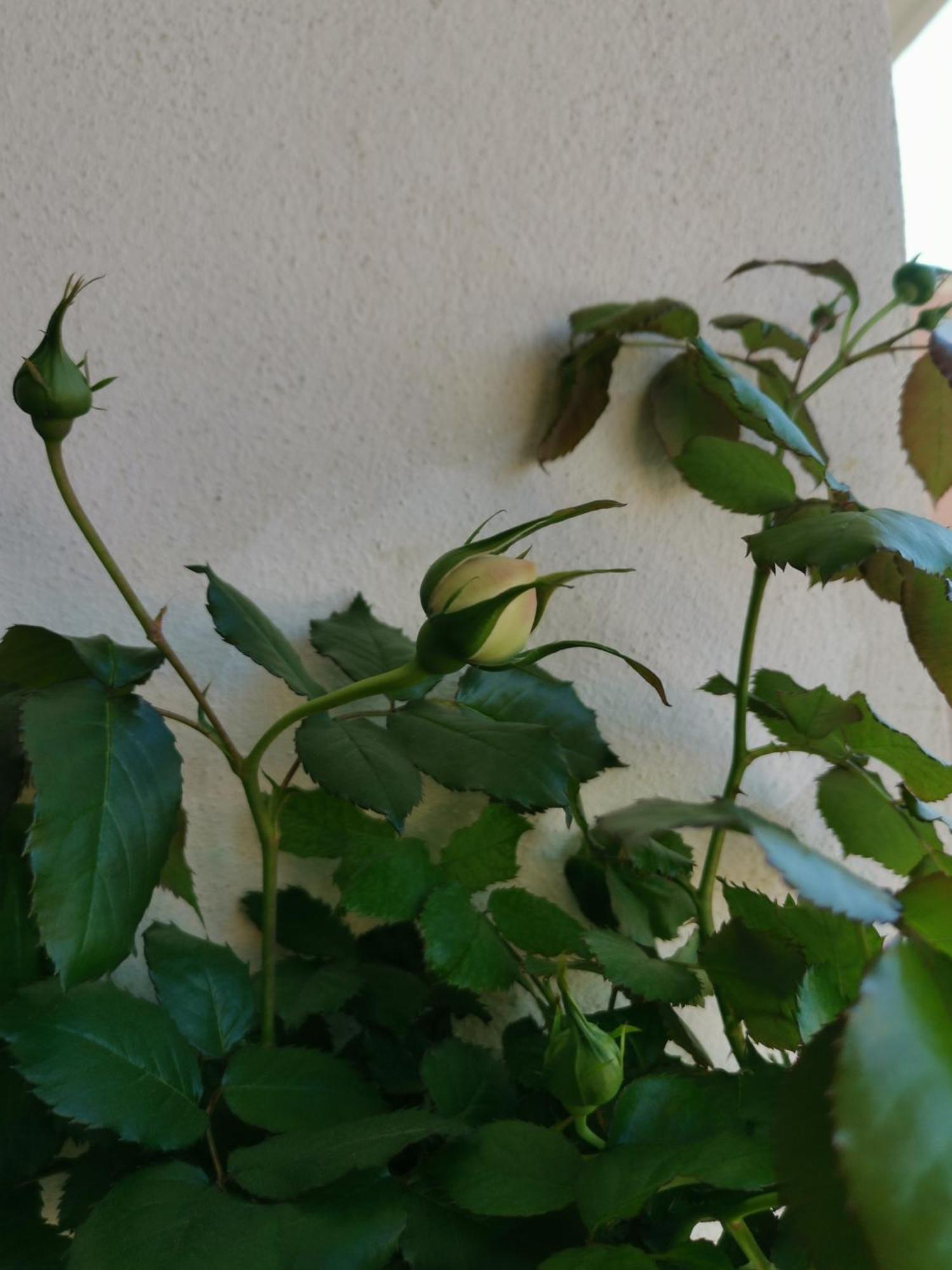Ofdl B T1 Bandol - Briotine Foyalais Apartment Exterior photo